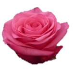  Cotton Candy Roses d'Equateur Ethiflora